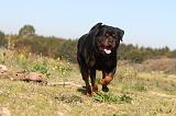 ROTTWEILER 140